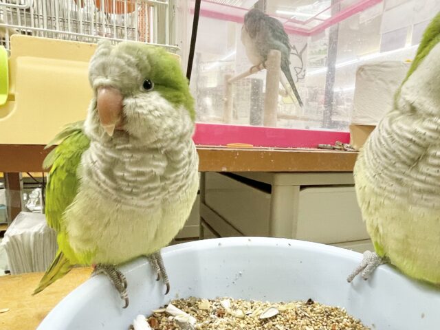 オキナインコ