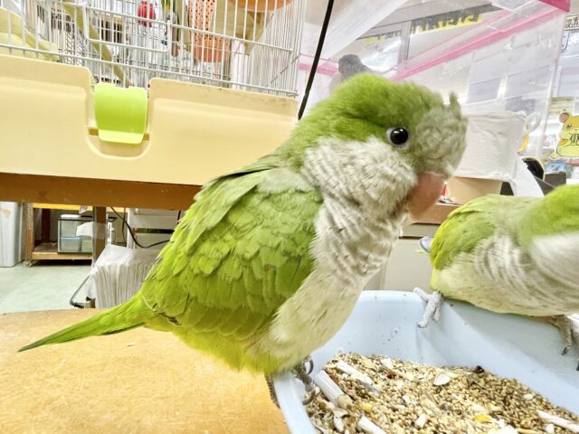 オキナインコ