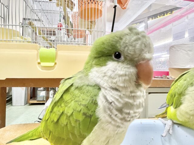 オキナインコ