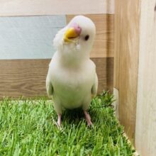 最新画像有ります✨ニッコリスマイルみんなにお届け❤️真っ白さんなセキセイインコのアルビノ🤍