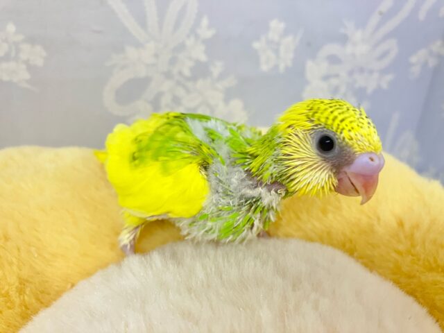 セキセイインコ