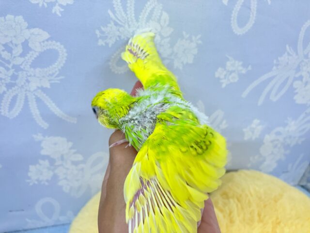 セキセイインコ