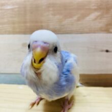 最新画像有ります🤩元気ハツラツ‼️走って止まって元気いっぱい⭐️セキセイインコのパイドカラー