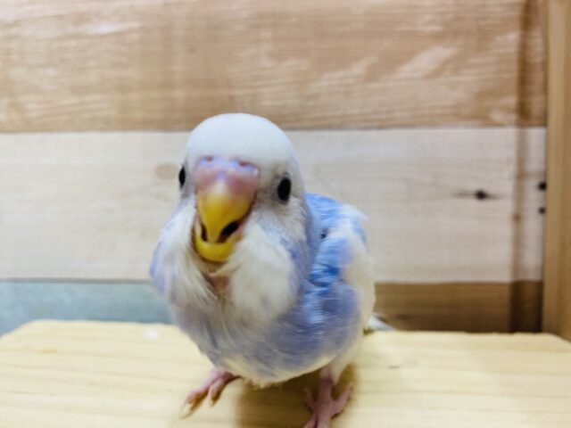 最新画像有ります🤩元気ハツラツ‼️走って止まって元気いっぱい⭐️セキセイインコのパイドカラー