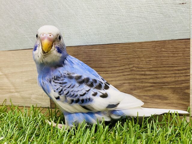 最新画像有ります❗️ブルー×ホワイトこの色合いで涼みましょ〜🧊セキセイインコ（パイド）⭐️