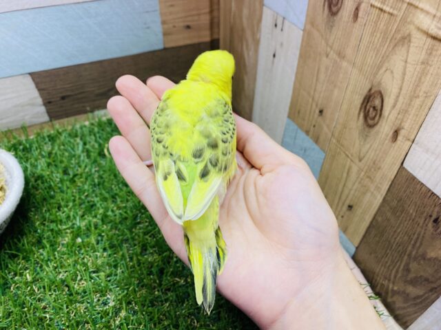 セキセイインコ