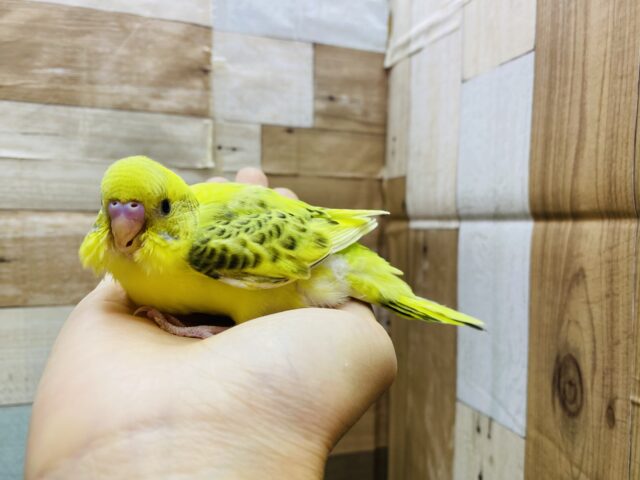 セキセイインコ