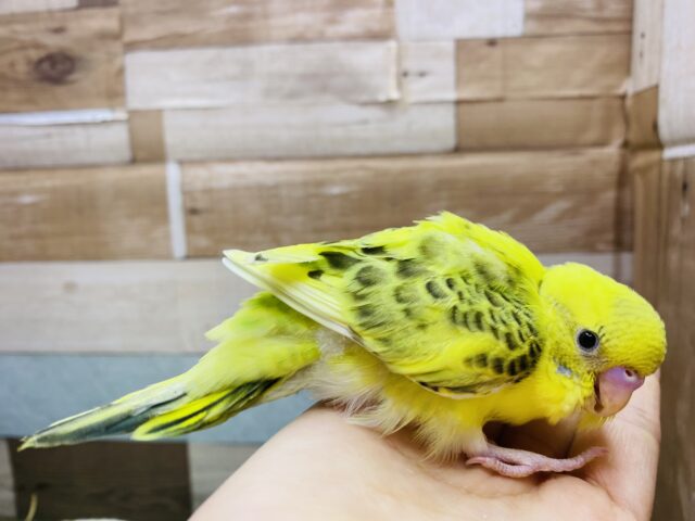 セキセイインコ