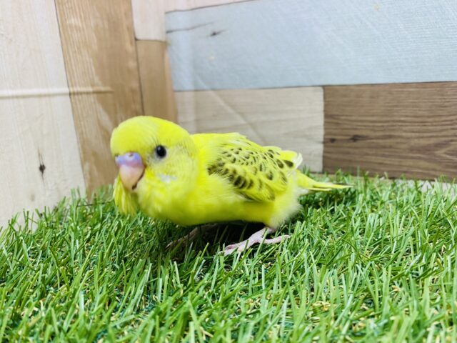 セキセイインコ