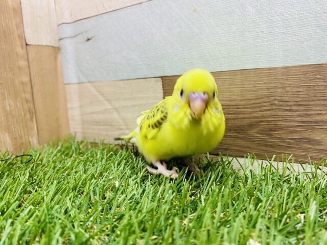 セキセイインコ