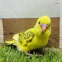 最新画像有ります⭐️黄色い体に美しい模様が素敵です🤩セキセイインコのハルクイン！！