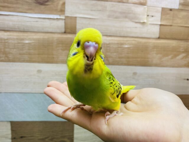 セキセイインコ