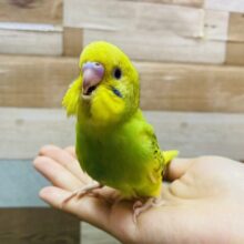 最新画像有ります💚キリッと⭐️パリッと🌟明るい子✨セキセイインコのパイド！！