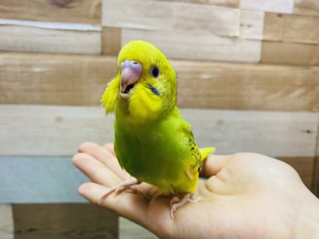 最新画像有ります💚キリッと⭐️パリッと🌟明るい子✨セキセイインコのパイド！！