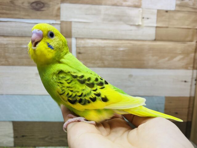 セキセイインコ