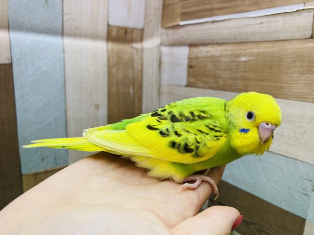 セキセイインコ