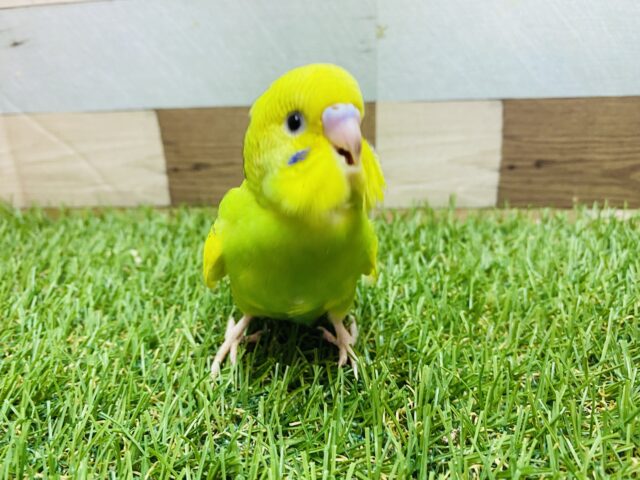 セキセイインコ