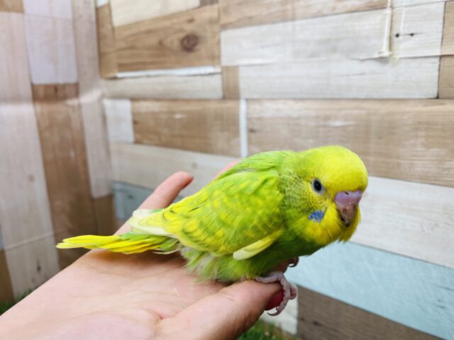 セキセイインコ