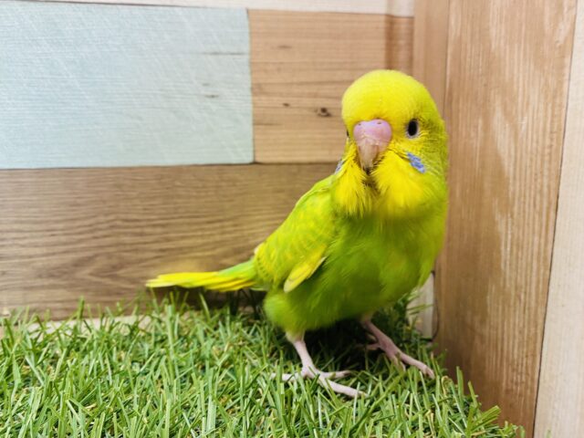 正面から見た時のキリッとした顔つきがイチオシです❗️セキセイインコのスパングル💛💚