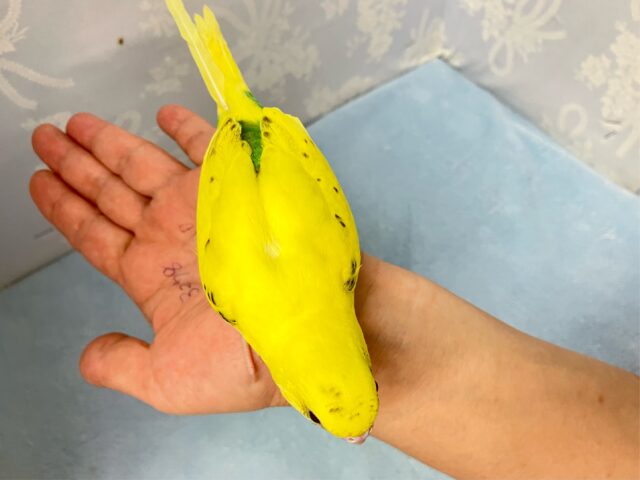 セキセイインコ