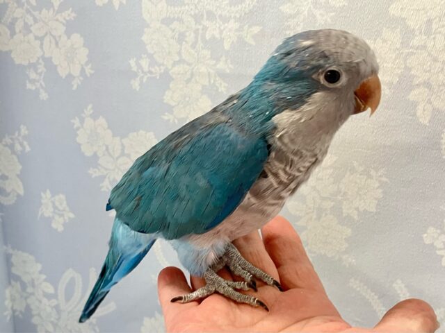 オキナインコ