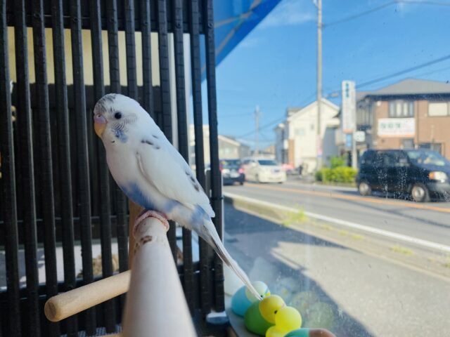 セキセイインコ