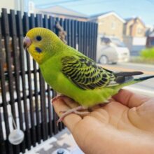最新画像有ります⭐️まん丸おめめで見つめちゃうよ〜🥰セキセイインコのオパーリン❗️