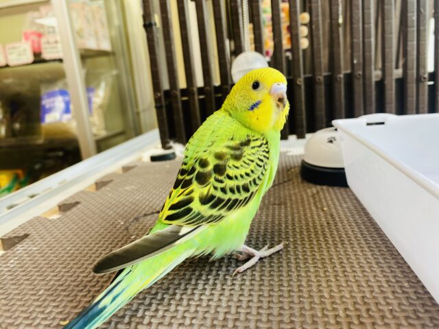 セキセイインコ