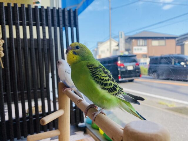 セキセイインコ