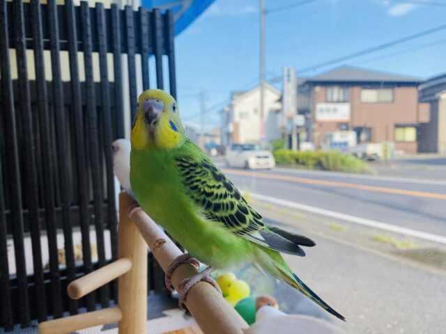 セキセイインコ