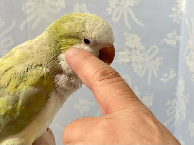 オキナインコ