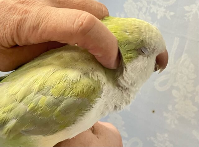 オキナインコ