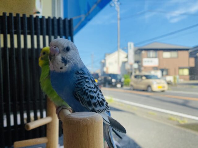 セキセイインコ