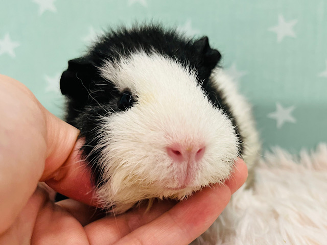 【最新画像更新🪄】チリチリヘアー🐹オセロちゃん🖤🤍テディモルモット 女の子