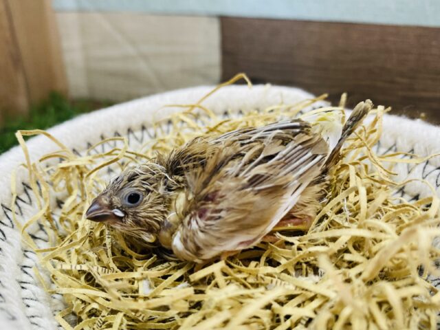 なかなかいない珍しいカラーです🤎キンカ鳥シナモンパイド❗️