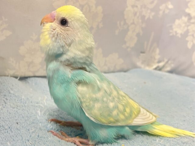 セキセイインコ