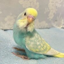 ✨️最新画像✨️穏やかに、優しいクリームに包まれて🤭💛ྀིセキセイインコ(パステルレインボースパングルパイド)2024年7月生まれ