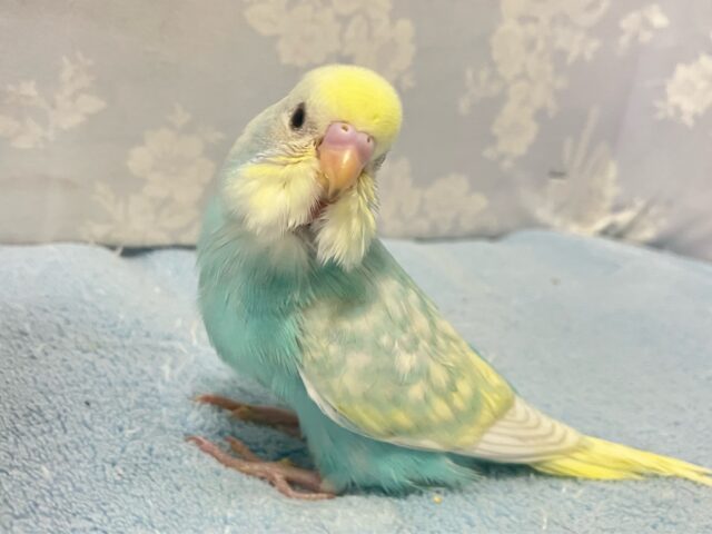 ✨️最新画像✨️穏やかに、優しいクリームに包まれて🤭💛ྀིセキセイインコ(パステルレインボースパングルパイド)2024年7月生まれ