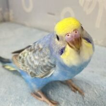 ✨️最新画像✨️夜空に輝く煌めきサイダー🍹🌟⋆꙳セキセイインコ(レインボー2024年7月生まれ)
