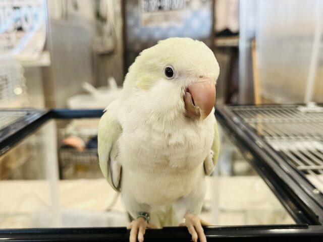 オキナインコ