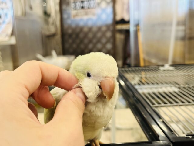 オキナインコ