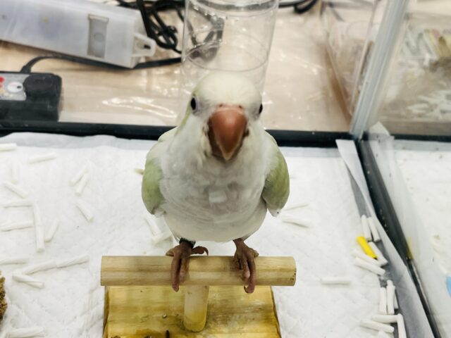 オキナインコ