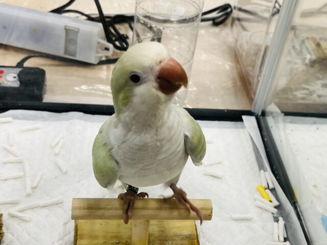 オキナインコ