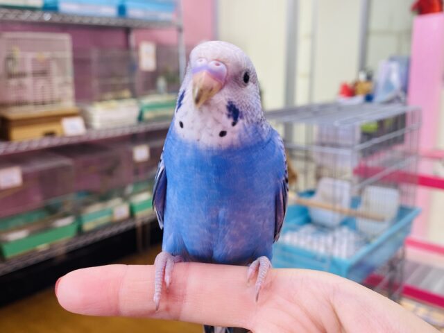 最新画像・動画有ります💙絶妙なブルーが素敵なコキンちゃん✨セキセイインコオパーリン❗️