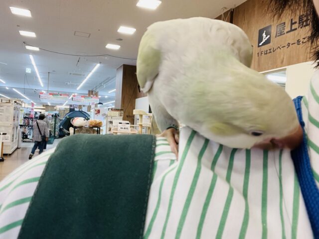 オキナインコ