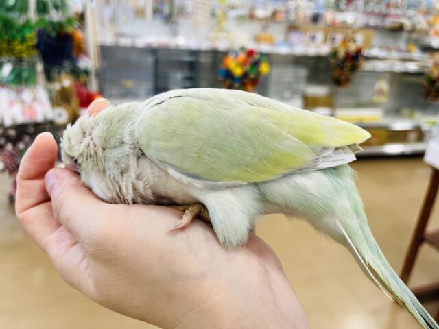 オキナインコ