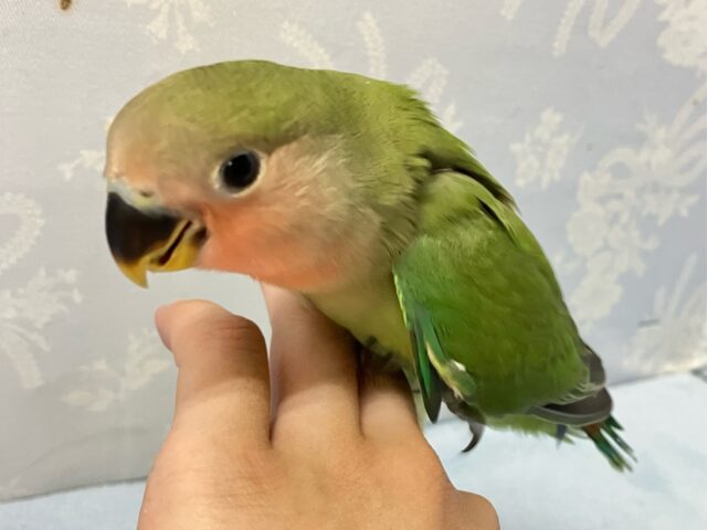 コザクラインコ（小桜インコ）