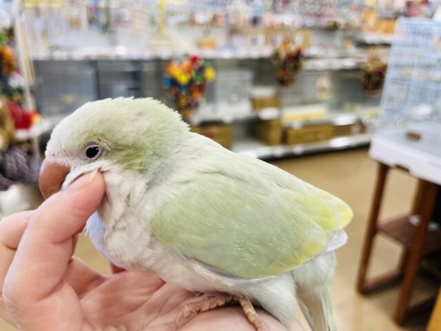 オキナインコ