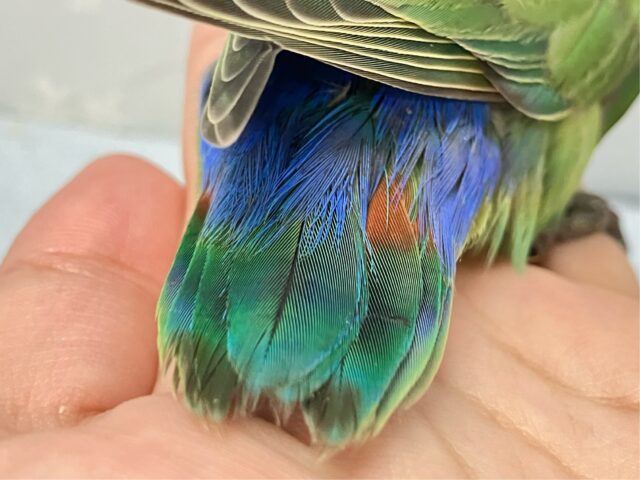 ✨️最新画像✨️秋先取り!?カボチャっちゃ~🎃コザクラインコ(ノーマル) 2024年6月生まれ コザクラインコ(小桜インコ)