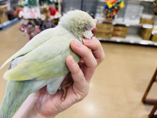 オキナインコ